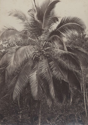 [Date palm].