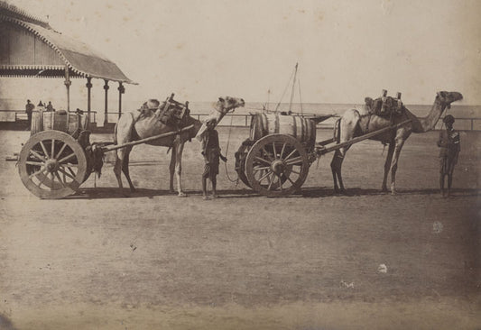 [Water cart, Aden].