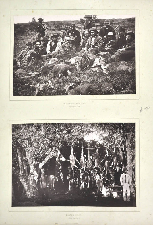 Bushbuck hunting. Wycombe vale, South Africa. / Easter hunt. (the larder).