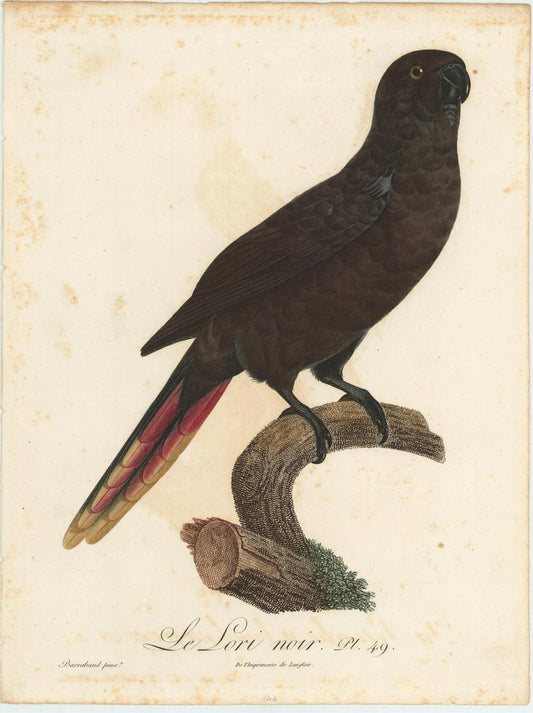 Jacques Barraband, Le Lori noir, plate 49, Langlois, Paris, 1805. Hand-coloured stipple engraving, from Levaillant's <em>Histoire Naturelle des Perroquet</em>.