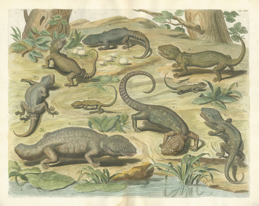 Copper plate engraving with fine later hand-colouring of Gekkos by Albertus Seba, printed in Amsterdam in 1735.