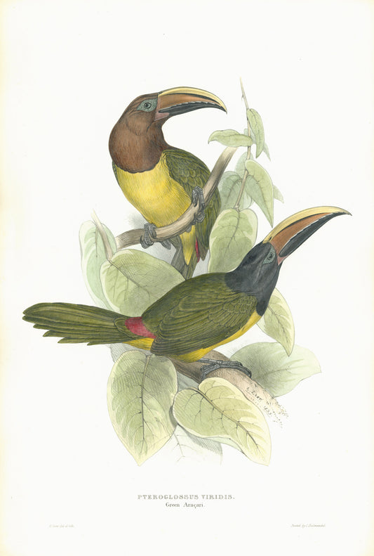 John Gould is widely considered the grearest and most ambitious of all Victorian ornithologists.