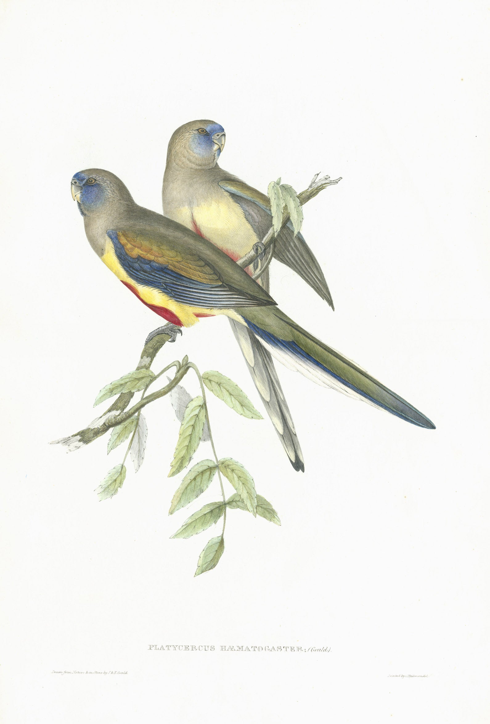 John Gould is widely considered the grearest and most ambitious of all Victorian ornithologists.