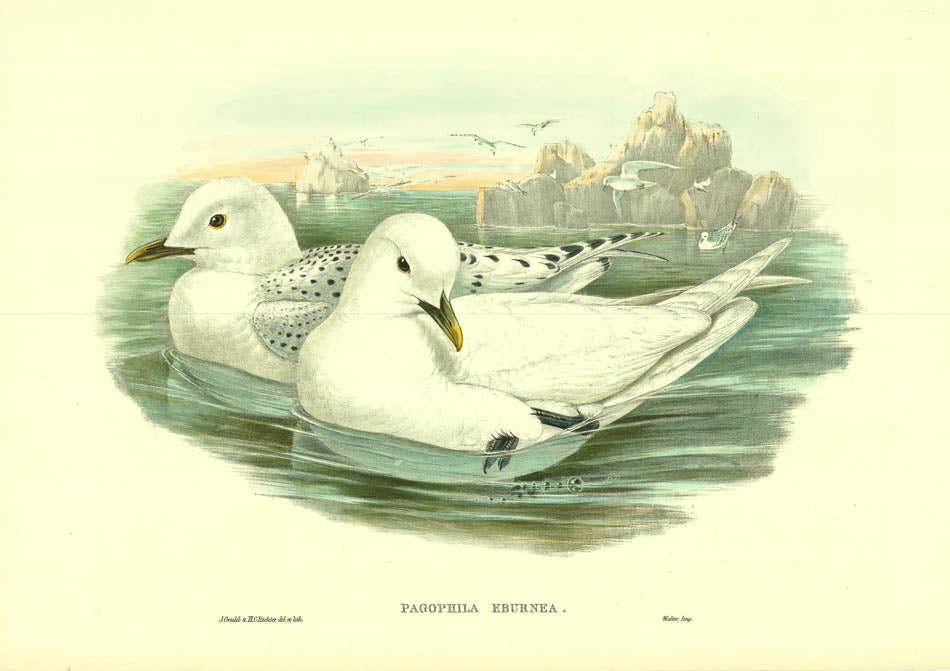 John Gould is widely considered the grearest and most ambitious of all Victorian ornithologists.