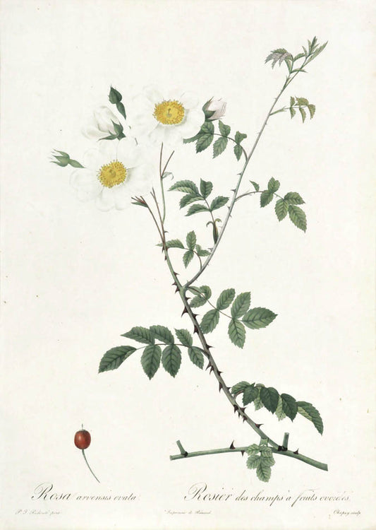 For "Les Roses". Stipple engraving, printed in colours and finished by hand.