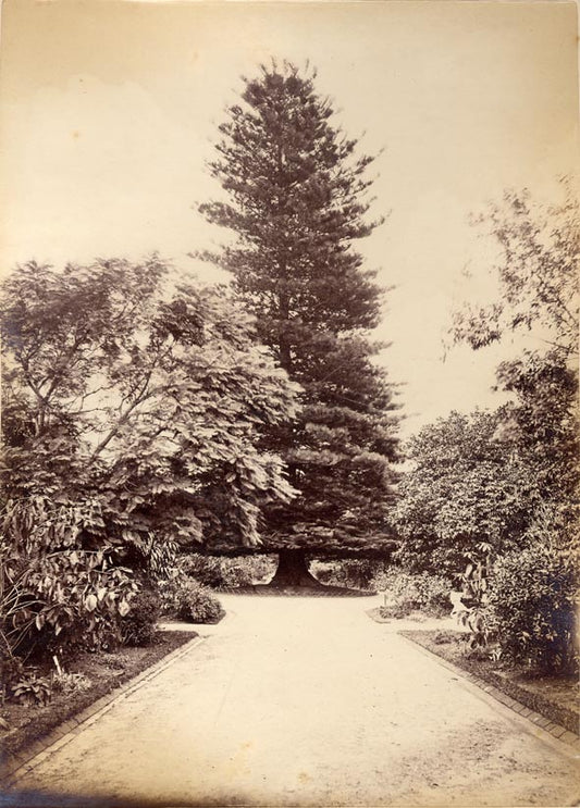 [Botanic Garden, Sydney].