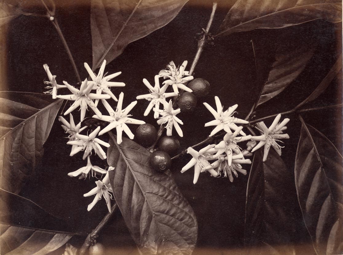[Coffea Arabica].