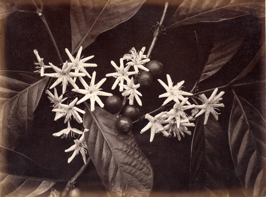 [Coffea Arabica].
