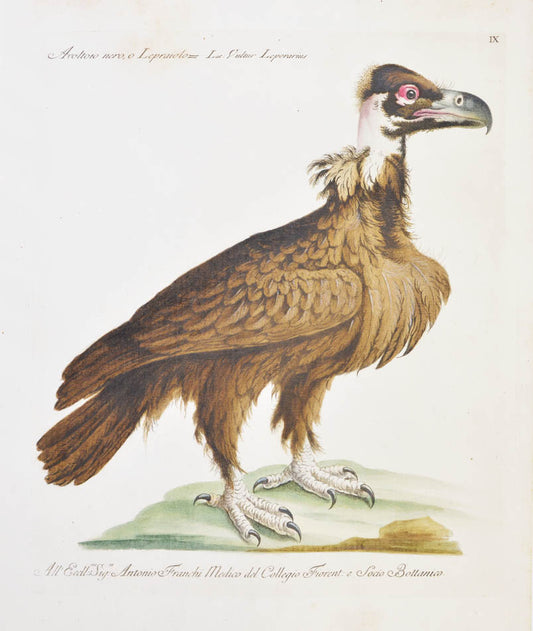 Plate IX. Avoltoio nero, o Lepraiolo. Vultur Leporarius., publisher Giuseppe Vanni, Florence.
