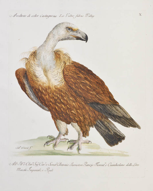 Plate X. Avoltoio de color Castagno. Vultur fulvus Willug. Original hand-coloured etching, with engraving.  Very good condition with full margins.