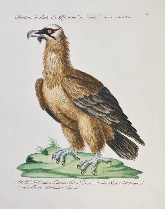 [Bird of Prey]