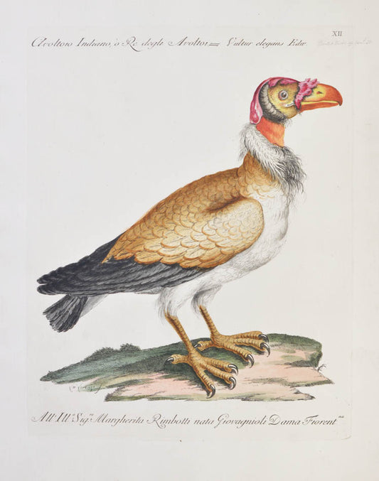 [Bird of Prey]
