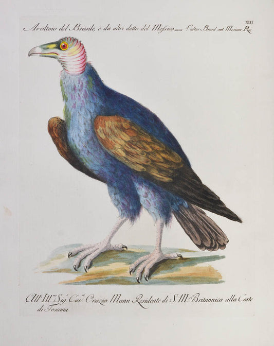 [Bird of Prey]