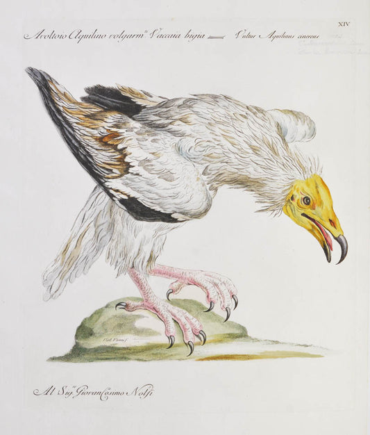 [Bird of Prey]