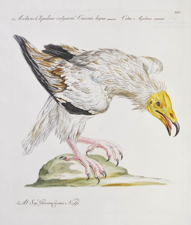 [Bird of Prey]