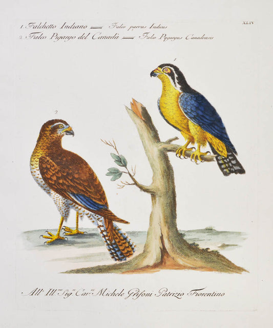 [Bird of Prey]