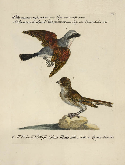 [Bird of Prey]