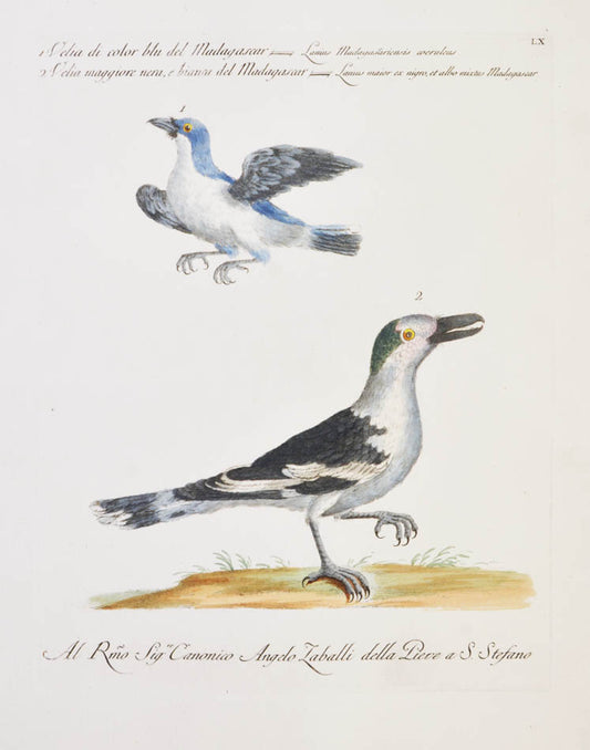 [Bird of Prey]