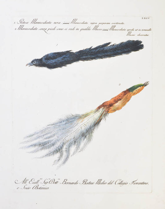 [Bird of Paradise]