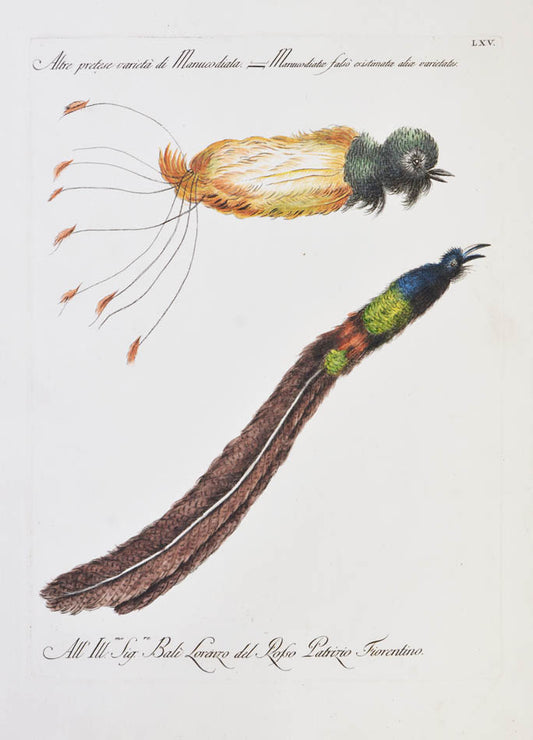 [Bird of Paradise].