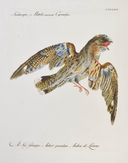 [European Nightjar]