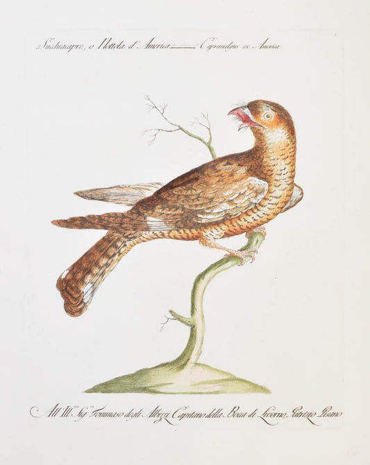 [American Nightjar]