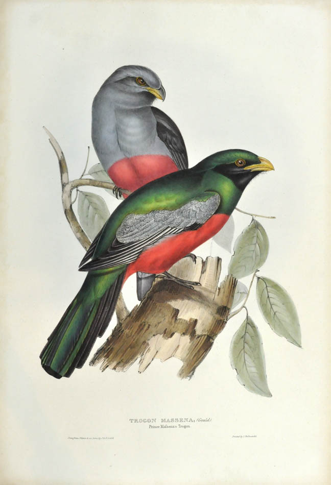John Gould is widely considered the grearest and most ambitious of all Victorian ornithologists.