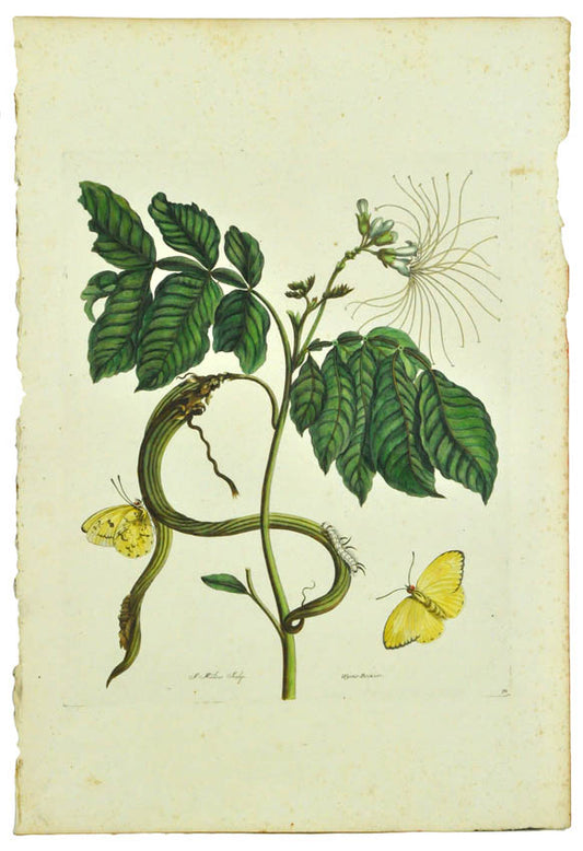 Wycke-Bockies, Plate 51.