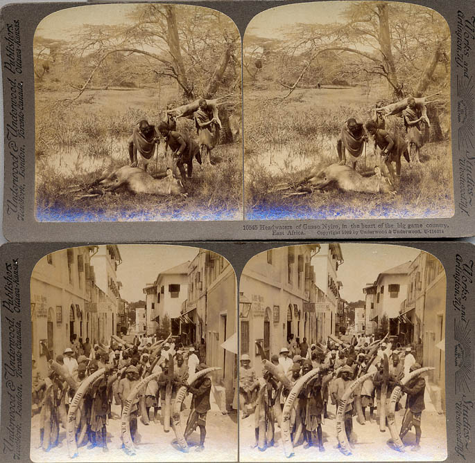 Stereo-cards of big game hunting.