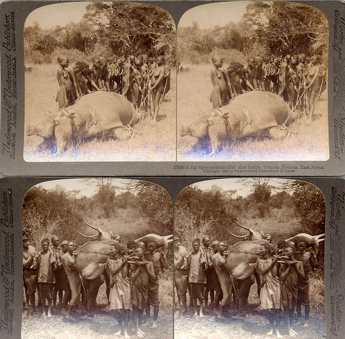 Stereo-cards of big game hunting.