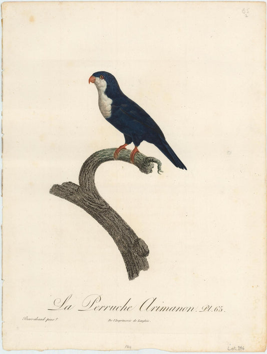 From Levaillant's "Histoire Naturelle des Perroquets", which is considered the most comprehensive and complete catalogue on the subject.