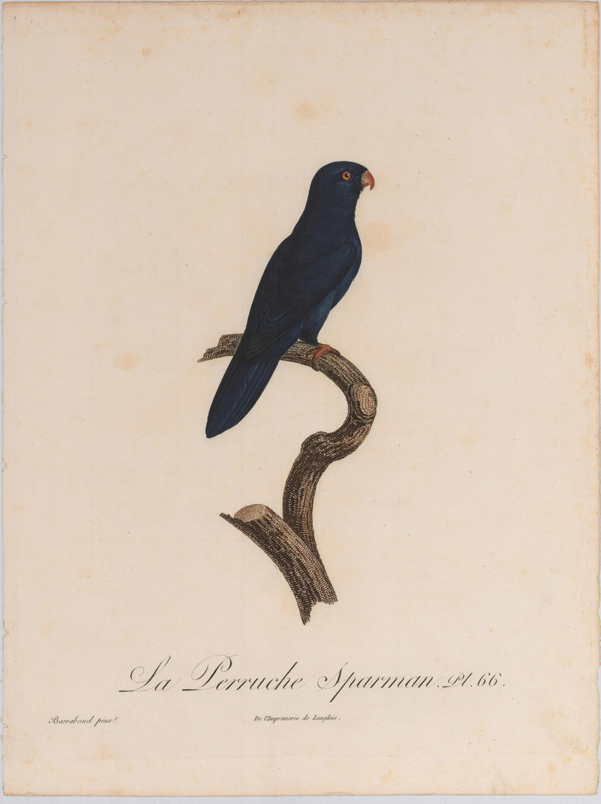 From Levaillant's "Histoire Naturelle des Perroquets", which is considered the most comprehensive and complete catalogue on the subject.