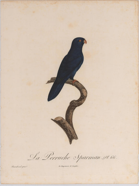 From Levaillant's "Histoire Naturelle des Perroquets", which is considered the most comprehensive and complete catalogue on the subject.