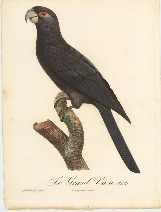 From Levaillant's "Histoire Naturelle des Perroquets", which is considered the most comprehensive and complete catalogue on the subject.