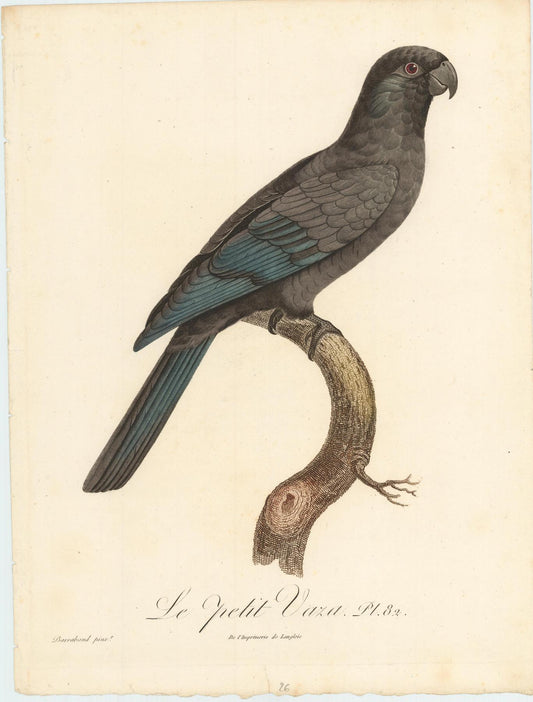 From Levaillant's "Histoire Naturelle des Perroquets", which is considered the most comprehensive and complete catalogue on the subject.