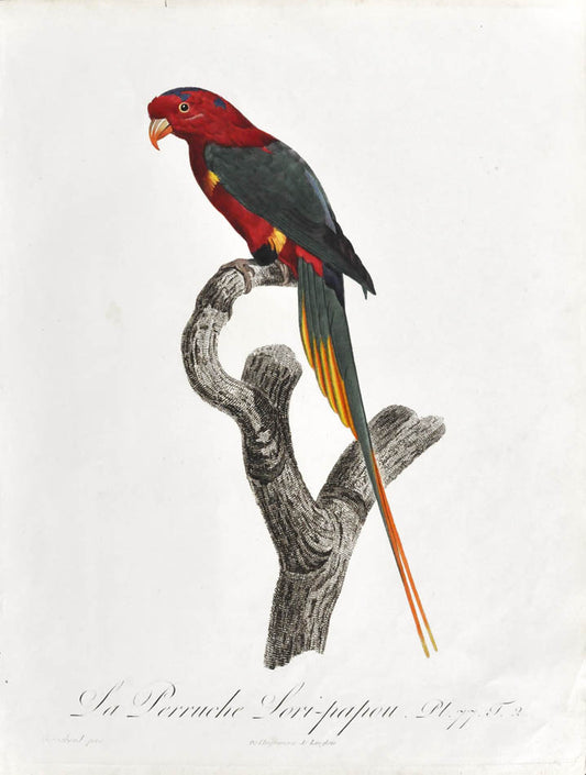 From Levaillant's "Histoire Naturelle des Perroquets", which is considered the most comprehensive and complete catalogue on the subject.