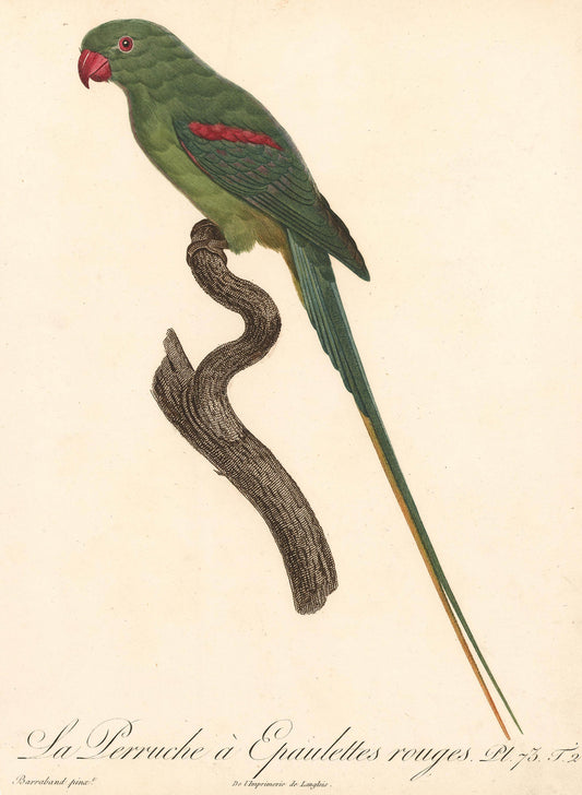From Levaillant's "Histoire Naturelle des Perroquets", which is considered the most comprehensive and complete catalogue on the subject.
