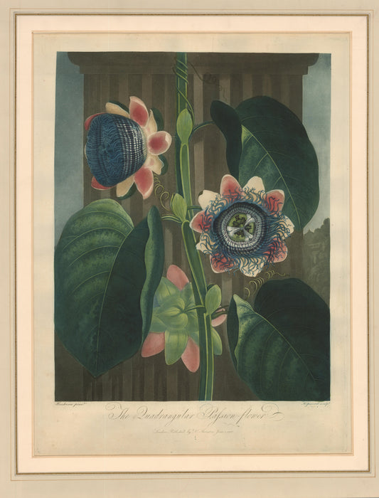 Original hand-coloured aquatint with stipple engraving. A fine early impression in second state, strong fresh colouring, with complete margins.