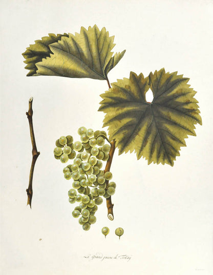 This highly unusual and impressive pair of watercolours depict some yellow grapes from Tokay ( a region in Hungary)  and  some late ripening white grapes.