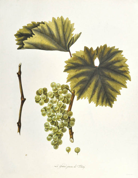 This highly unusual and impressive pair of watercolours depict some yellow grapes from Tokay ( a region in Hungary)  and  some late ripening white grapes.