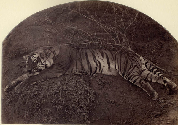 [Tiger].
