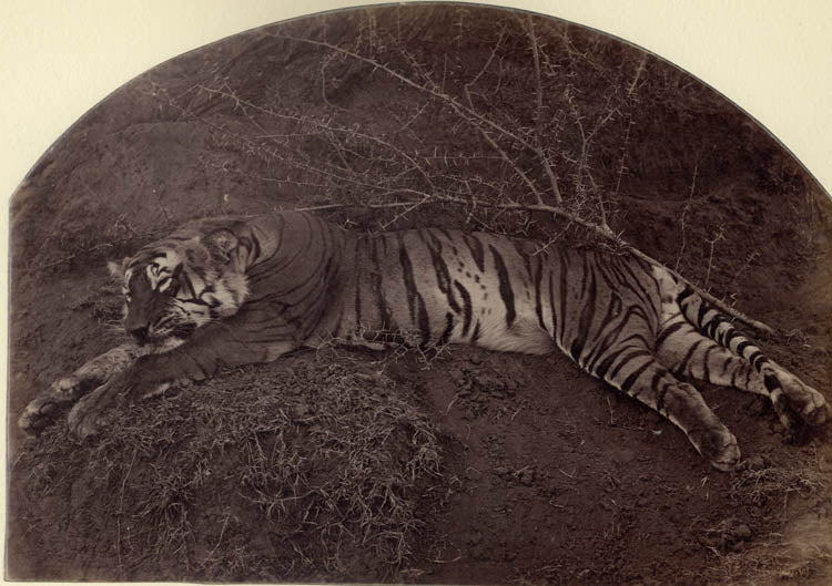 [Tiger].