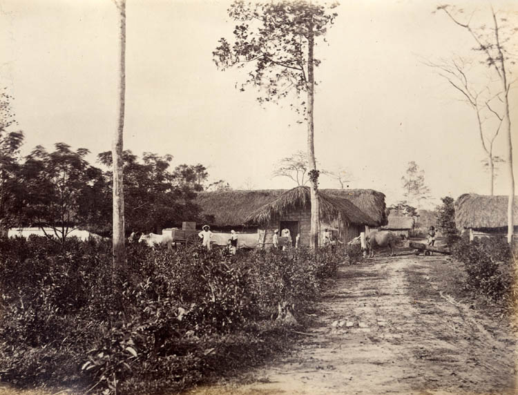 Tea House. Koleufeanie, Assam.