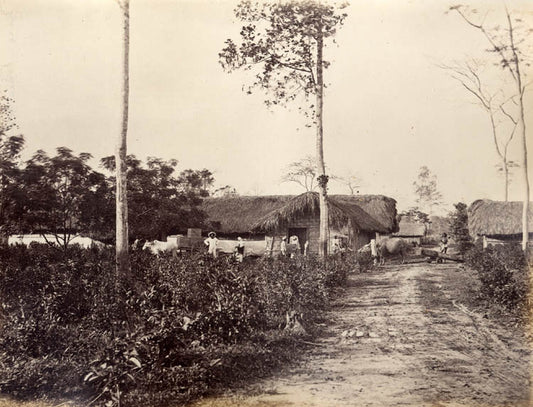 Tea House. Koleufeanie, Assam.