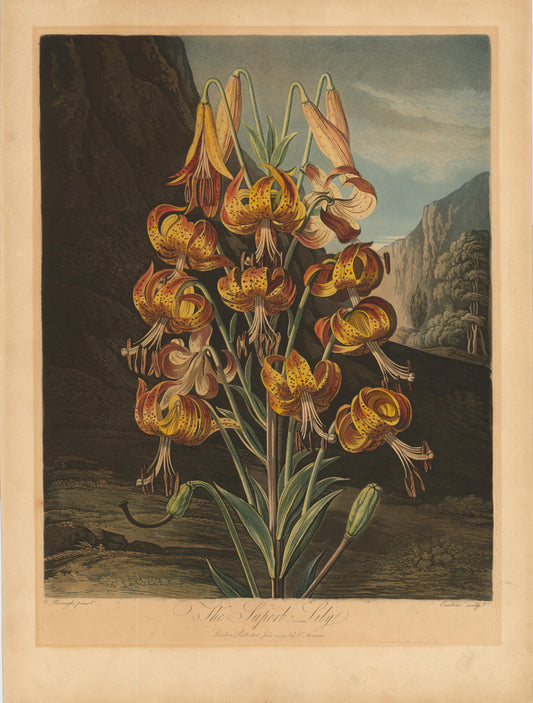 EARLOM Richard after REINAGLE Philip for THORNTON Dr Robert. Engraving with mezzotint, printed in colours and finished by hand, heightened with gum arabic.