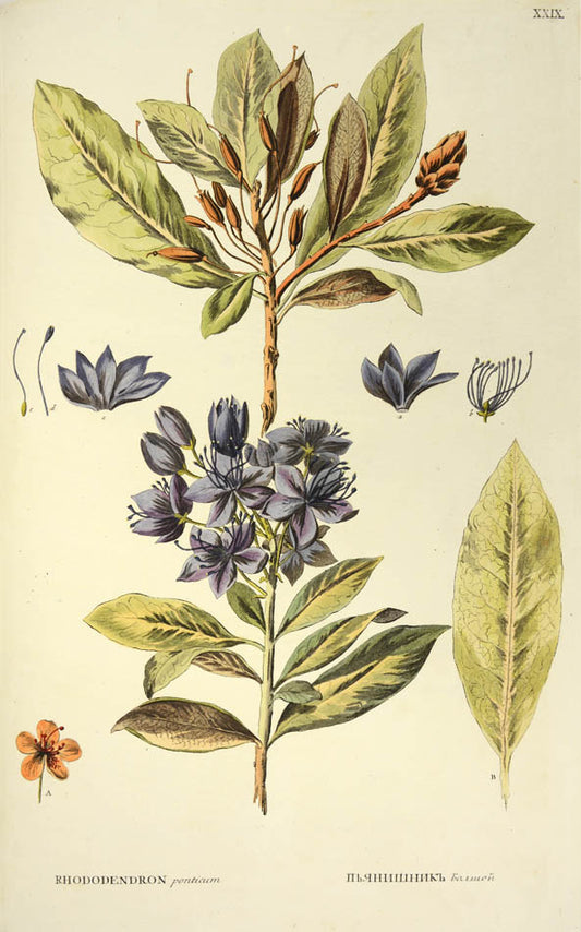 beautiful fresh copy of the first edition of this rare work, all plates with contemporary hand-colouring 