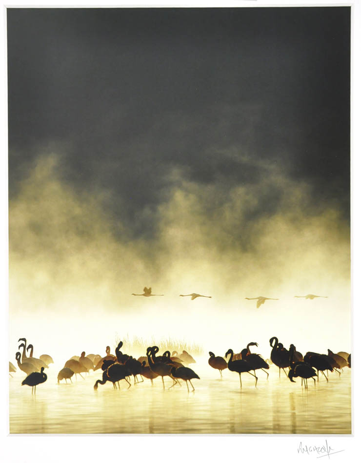 Flamingoes at Sunrise, Lake Nukuru, Kenya.