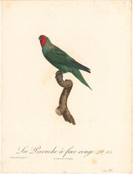 From Levaillant's "Histoire Naturelle des Perroquets", which is considered the most comprehensive and complete catalogue on the subject.<br />
