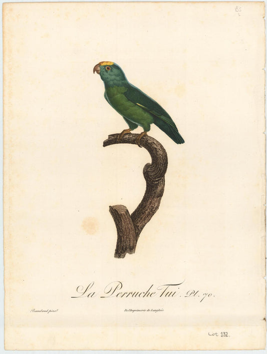 From Levaillant's "Histoire Naturelle des Perroquets", which is considered the most comprehensive and complete catalogue on the subject.<br />
