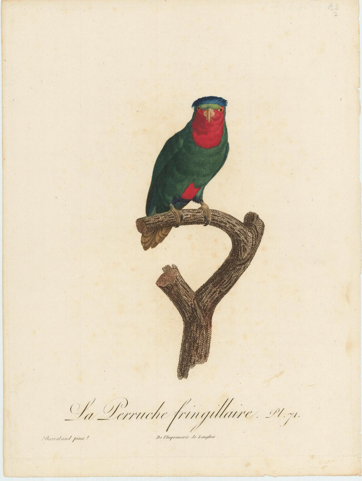 From Levaillant's "Histoire Naturelle des Perroquets", which is considered the most comprehensive and complete catalogue on the subject.<br />